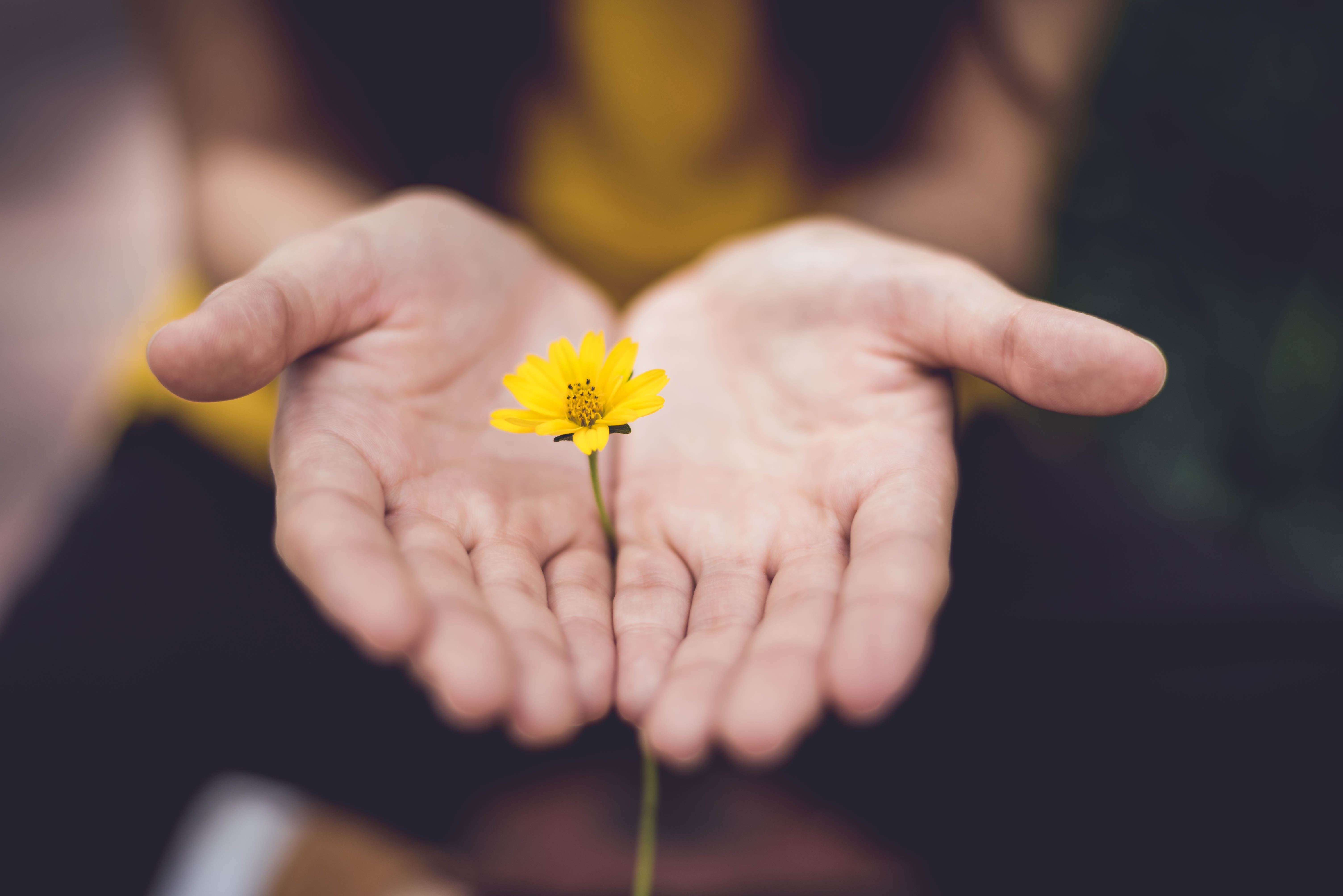 Maloney, J E. et al. (2016) A Mindfulness-Based Social and Emotional Learning Curriculum for School-Aged Children: The MindUP Program Handbook of Mindfulness in Education 